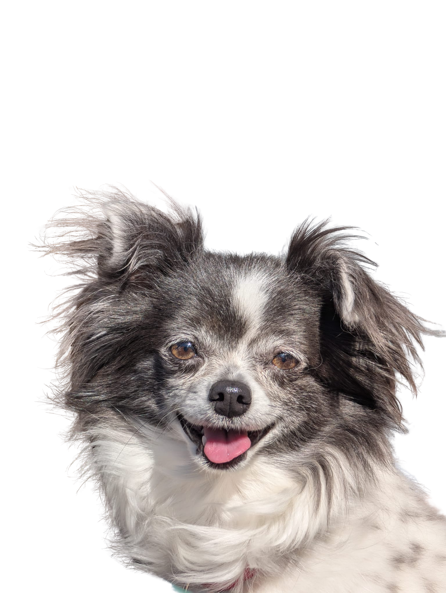 Hund Lotta auf gelbem Hintergrund